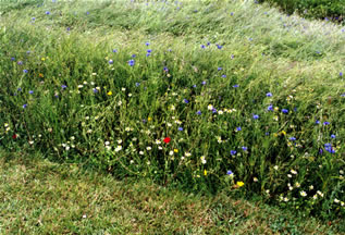 prairie fleurie